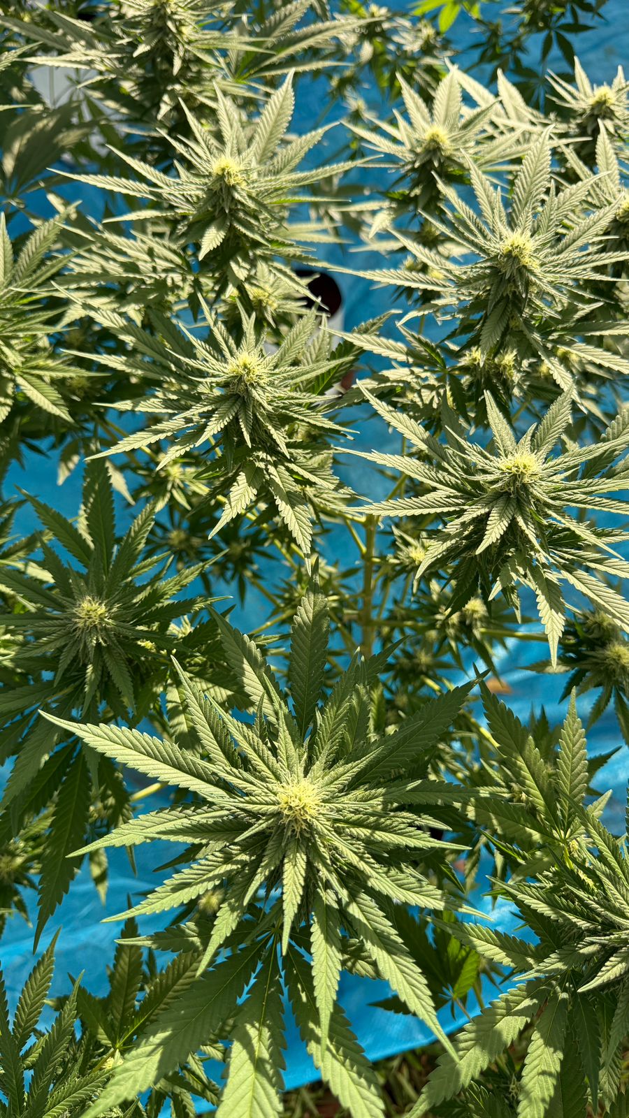 Plantas de cannabis medicinal